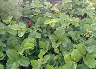 Продам дачу, 30 м2, Искитим, Лесная улица