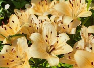 Продажа дачи, 20 м2, Искитим, Комсомольская улица