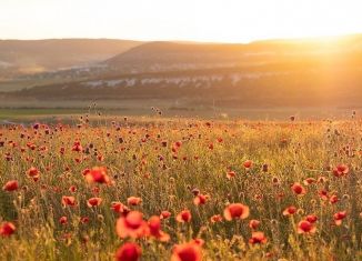 Продается земельный участок, 171 сот., село Родное, Сумская улица