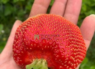 Продается участок, 12 сот., деревня Верхнечерекулево, Восточная улица, 31