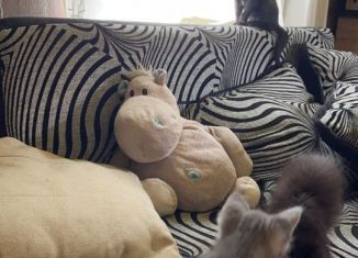 Комната на продажу, 11.6 м2, Октябрьский, улица Кувыкина, 26А