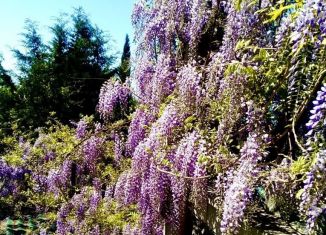 Сдаю дом, 50 м2, поселок городского типа Парковое, Парковое шоссе, 1Г