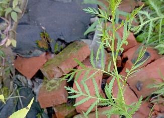 Продам земельный участок, 6 сот., деревня Полюдово