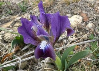 Продажа дачи, 64 м2, СПК Горки-4, Инжирная улица