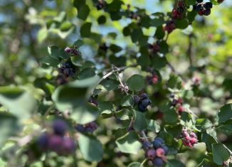 Продам дачу, 36 м2, Хакасия, 2-я Овражная улица, 34