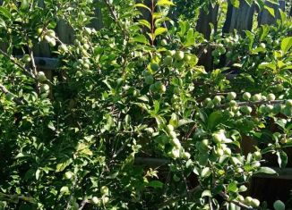 Продам дачу, 24 м2, Чита, СНТ № 53 Солнышко, 61