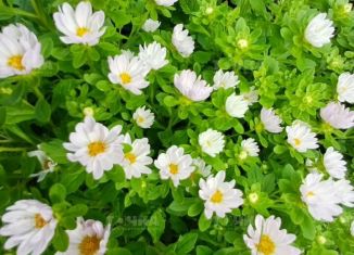 Продажа дачи, 15 м2, Чебаркуль