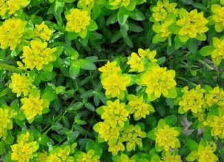 Продажа участка, 12 сот., Кингисепп, Цветочная улица, 156