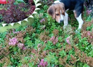 Продам дом, 50 м2, Республика Алтай, улица Чкалова