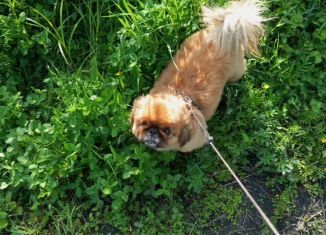 Продам дом, 45 м2, Райчихинск, Южная улица