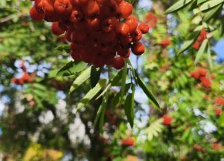 Продается дом, 30 м2, Коми, Таёжная улица