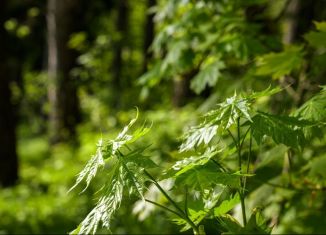 Продается участок, 19 сот., деревня Калчуга