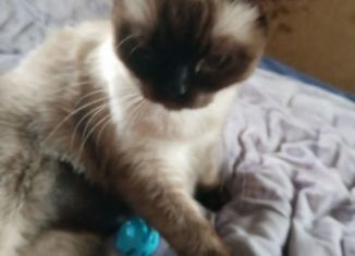 Продаю гараж, 21 м2, Барнаул, улица Солнечная Поляна, 10А