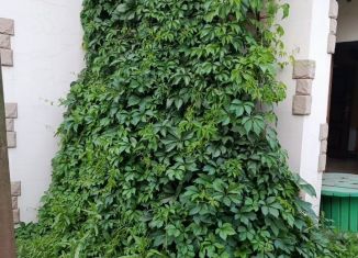 Продам дом, 95 м2, посёлок Солонцы, улица Новостроек