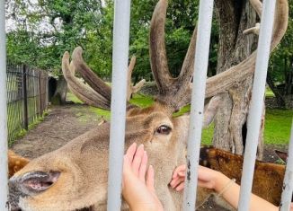 Сдам в аренду дом, 50 м2, Карачаево-Черкесия