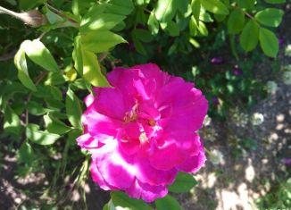 Продажа дачи, 30 м2, СНТ Дачное