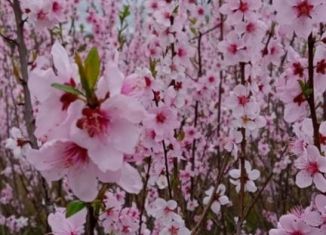 Продам земельный участок, 850 сот., хутор Шептальский